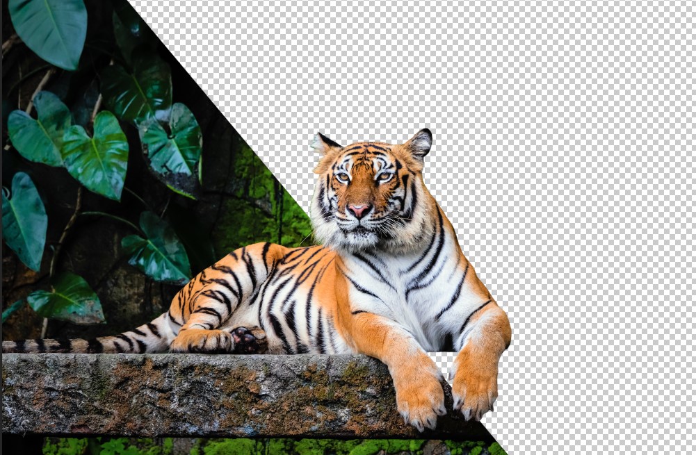 Động vật
